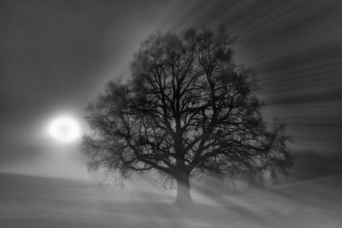 Baum im Nebel mit Sonnenstrahlen
