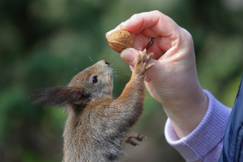 Eichhörnchen frisst aus der Hand