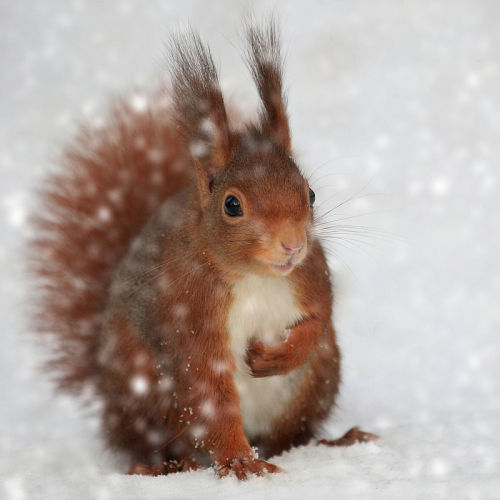Eichhörnchen im Schnee
