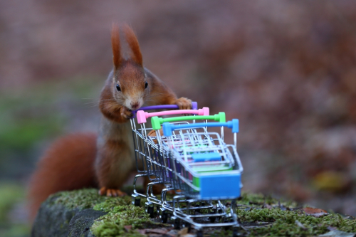 Eichhörnchen mit Einkaufswagen