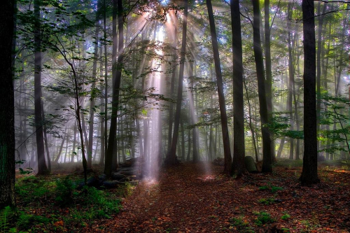 Wald mit Sonnenstrahlen im Nebel