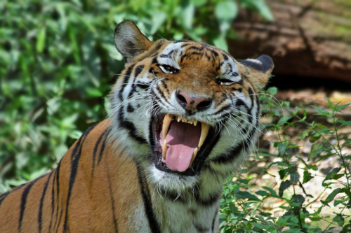 Tigerportrait