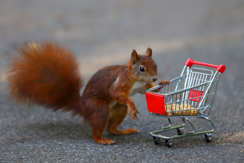 Eichhörnchen am Einkaufswagen