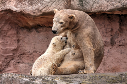 Eisbär mit Baby