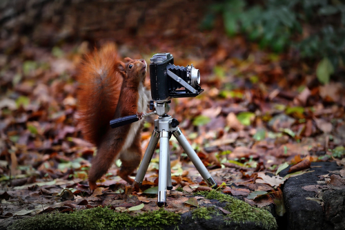 Eichhörnchen Fotograf