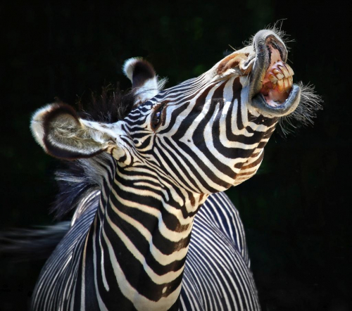lachendes Zebra