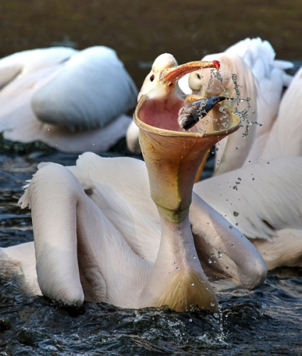 Pelikan beim Fisch fressen
