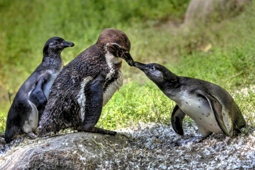 Pinguin Küsschen