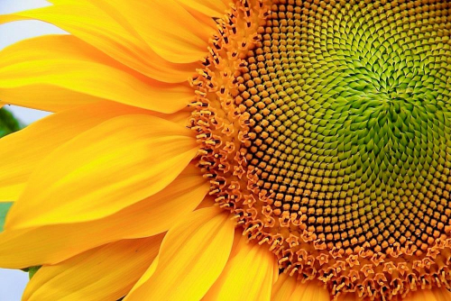 Sonnenblume Detail