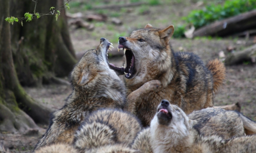 Wölfe beim Zanken