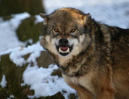 Wolf fletscht Zähne